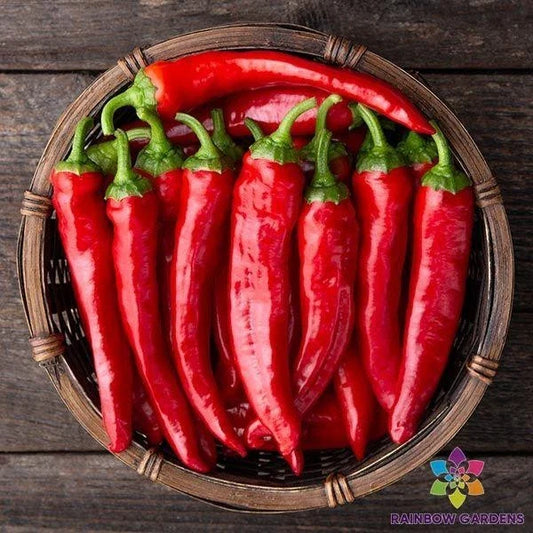 Red Cayenne Hot Pepper Seeds - 25+ Pack - Capsicum annuum - Ideal for Garden Planting, USA Grown