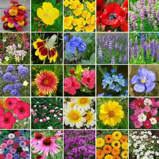 Wildflower Seed Mix - 5000 Non-GMO Heirloom Blend with Perennials - Ideal for Landscapers, Pollinator Gardens, and Eco-Friendly Spaces