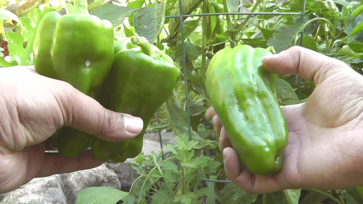Sweet Pepper Seeds 500 Count Big Bertha Capsicum annuum Red Elongated Bell Variety for Stuffed Peppers