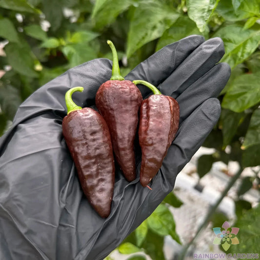 Chocolate Ghost Hot Pepper - 25+ Seeds for Garden Planting - Capsicum chinense - USA Grown - FREE SHIPPING