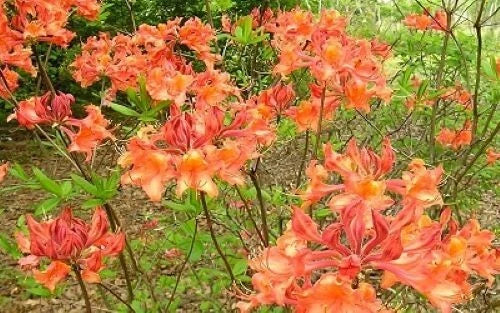Mauvila Gold Azalea Starter Plant - Aromi Rhododendron - Deciduous Small Plant - Ideal for Gardens and Landscapes