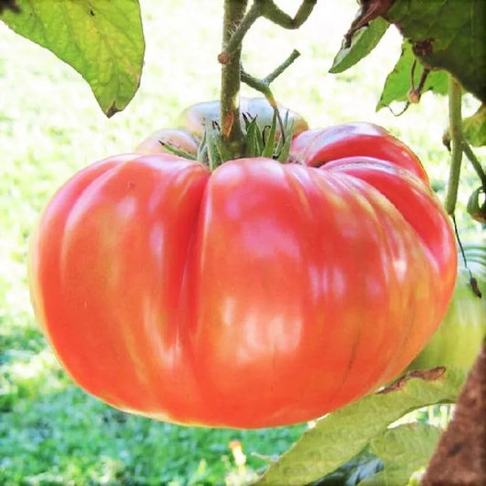 Ponderosa Pink Tomato Seeds, Heirloom NON-GMO, Bulk Size, Solanum lycopersicum