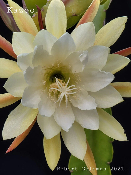Epiphyllum 'Kazoo' Unrooted Cutting - Rare Orchid Cactus - Unique Houseplant for Indoor Gardening