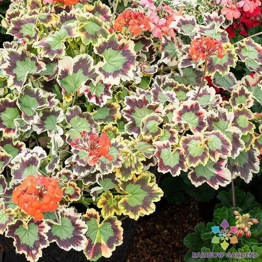Mrs. Pollock Geranium 25 Seeds - Pelargonium x hortorum - Perfect for Garden Planting