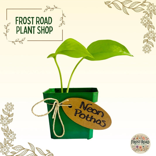 Neon Pothos Cuttings - Rooted Live Houseplant - Easy Care Indoor Plant - Epipremnum aureum