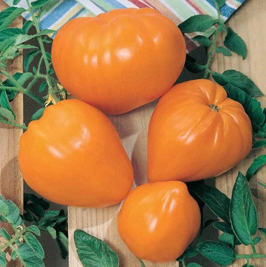 Orange Oxheart Tomato Seeds 50 Ct Heirloom Non-GMO Vegetable, Indeterminate Variety, Perfect for Home Gardening