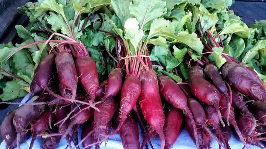 Cylindra Beet Seeds, NON-GMO, Formanova Variety, Butter Slicer Type, Free Shipping Available