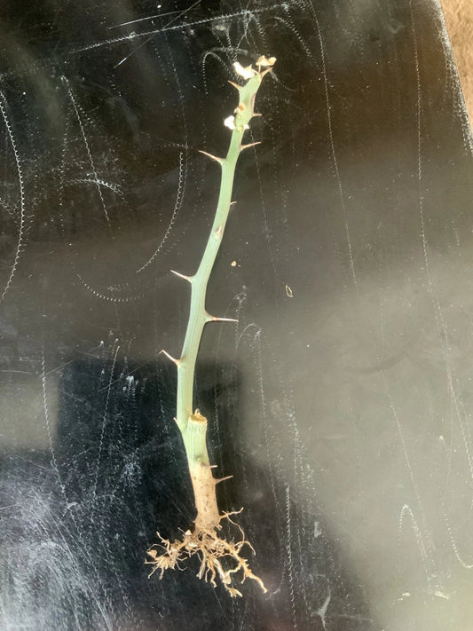 Adenia ballyi Cutting - Rare Well-Rooted Succulent Plant for Collectors