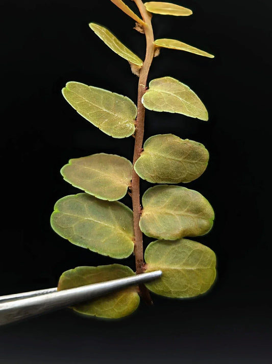 Marcgravia sp Copper Cutting | 10-Leaf Terrarium Plant | Unique Houseplant for Indoor Gardens