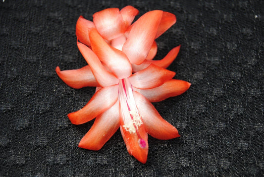 Christmas Cactus Starter Plant - Small Orange Norris - Schlumbergera Truncata - Healthy Well-Rooted Plant for Easy Care