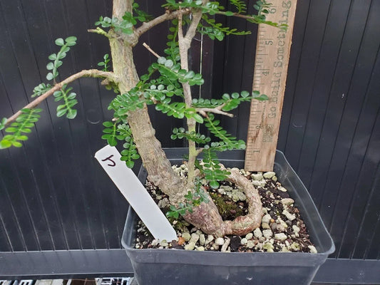 Operculicarya decaryi Tree - 4.5 Yr Old - Gnarly Knobby Caudex - Unique Succulent Plant for Indoor & Outdoor Decor