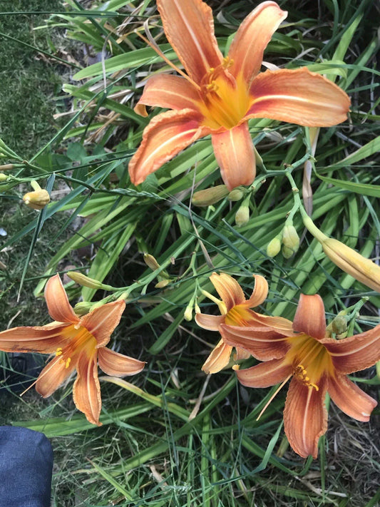 Orange Daylily Plants - Set of 5 - Hemerocallis fulva - Perennial Flowering Plants for Gardens and Landscapes