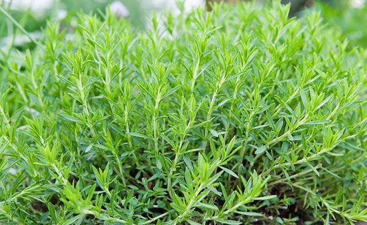 Russian Tarragon Herb Seeds - 100 Count Packet - Perennial Aromatic - Artemisia dracunculus