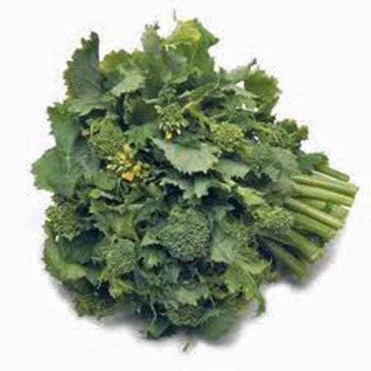 Broccoli Raab Seeds, Heirloom 500 Seeds, Non-GMO Rapini, Brassica rapa var. ruvo