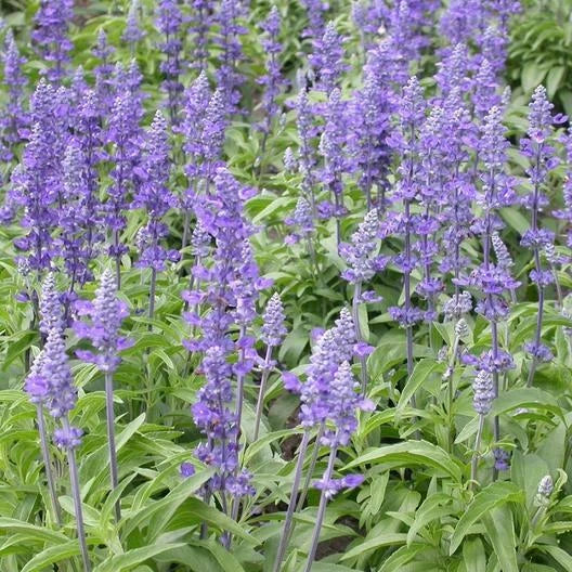 Sage Seeds 500 Pack Blue Salvia Perennial for Hummingbirds & Butterflies, Non-GMO, USA Grown
