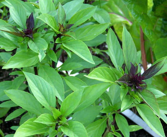 Thai Basil Seeds - 100+ Seeds - Khmer Chi Neang Voang Jiu Ceng - Ocimum basilicum - USA Grown
