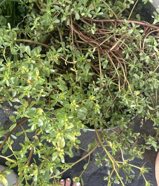 Live Purslane Plants Bare Root Starter Bundle – Fast Growing Edible Herb (Portulaca oleracea)