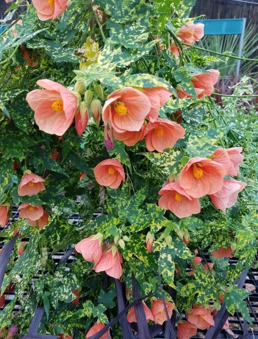 Thompsonii Variegated Peach Abutilon Small Rooted Starter Plant - Flowering Maple, Indoor Plant, Green Houseplant