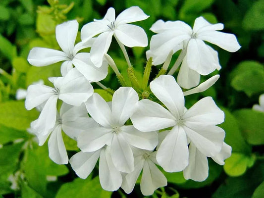 Plumbago White Seeds, Snowdrift, 50 Count - Plumbago auriculata