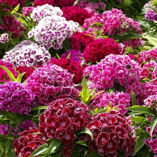 Sweet William Seeds - Tall Double Mix - Dianthus - 500 Non-GMO Seeds for Part Shade - USA Grown