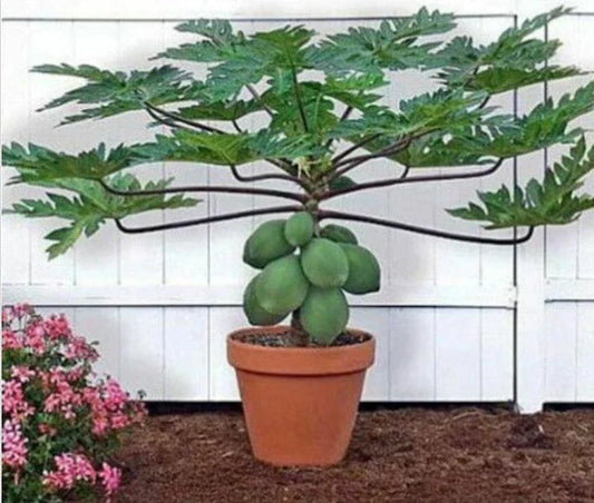 Waimanalo Papaya Seeds - Low-Growing Variety - Carica papaya - Shipped with Tracking for Gardening
