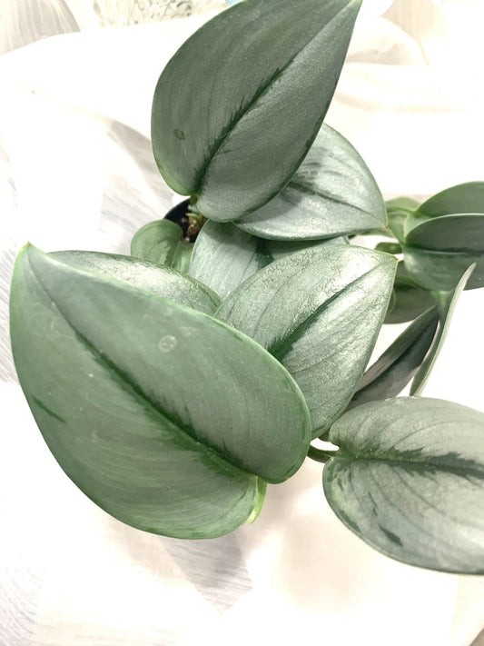 Scindapsus treubii 'Moonlight' Plant - Rooted Starter Cutting - Easy Care Indoor Houseplant