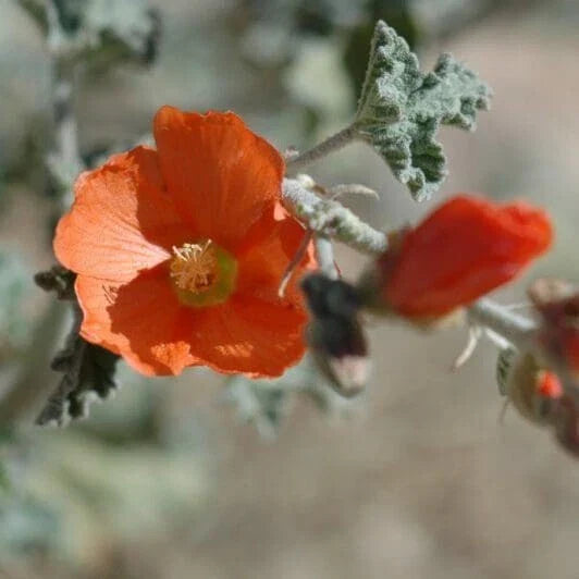 Sphaeralcea Ambigua Seeds - 25 Count Apricot Desert Globemallow for Gardens and Landscaping