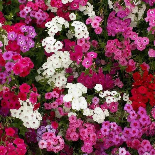 Phlox Seeds - 500 Count Tall Mix - Pink White Red Flowers - Heirloom Non-GMO - Spring Blooming Variety