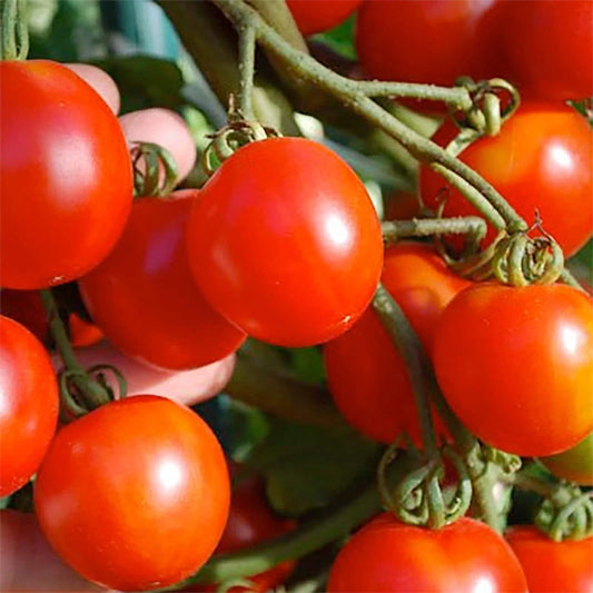 Stupice Tomato Seeds 50 Ct Heirloom Non-GMO Vegetable Seeds, Czech Variety, USA Grown