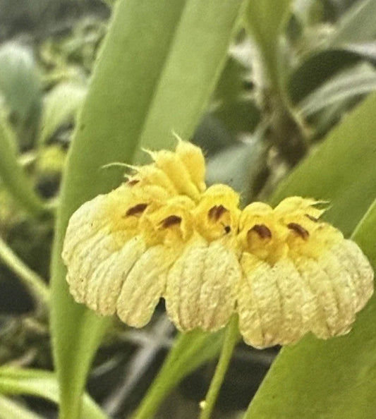 Bulbophyllum Auratum Orchid Plant in 2 Inch Pot - Vibrant Exotic Blooms - Unique Houseplant for Home Decor