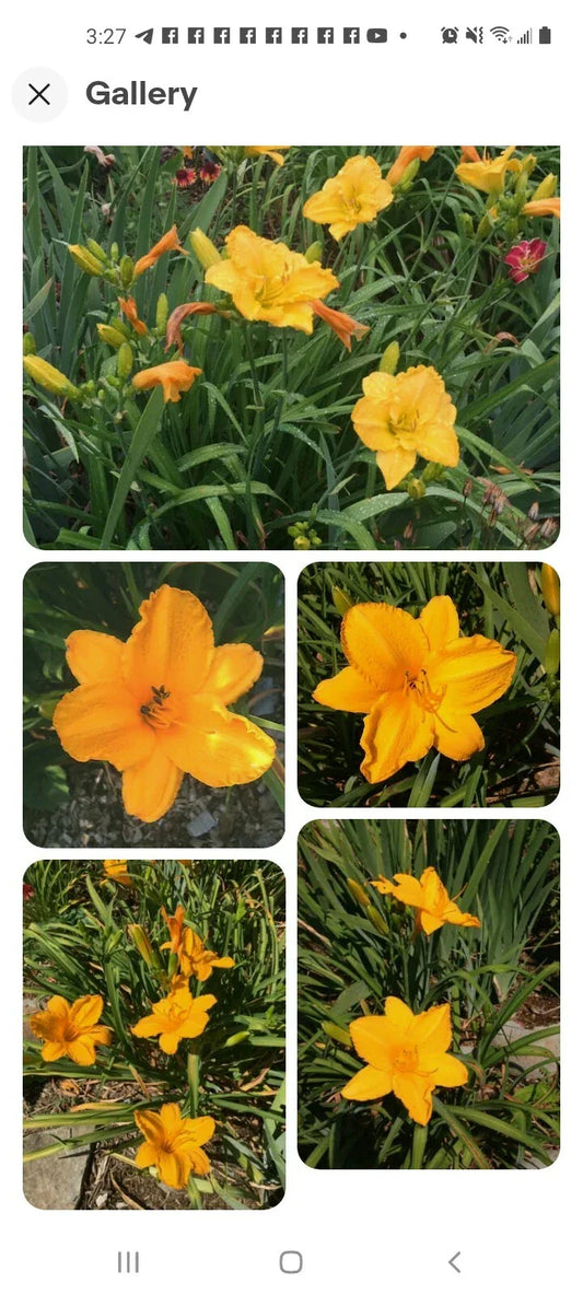 Stella De Oro Daylily Live Plant - 5 Perennial Roots for Outdoor Garden - Hemerocallis 'Stella de Oro'