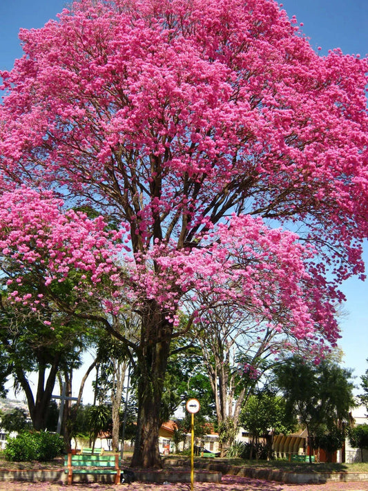 Pink Tabebuia Trumpet Tree Starter Plant 12"-18" - Tabebuia heterophylla - Rooted Plant for Gardens and Landscaping
