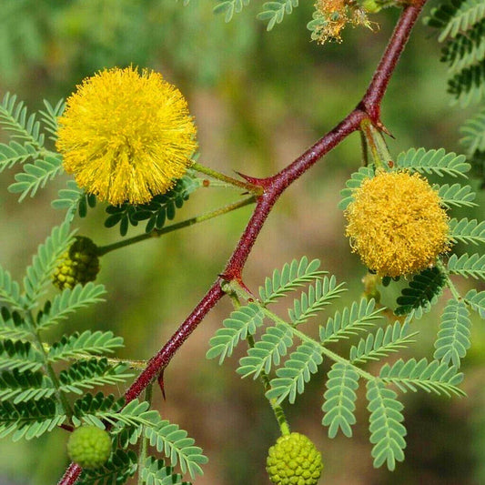 Acacia Senegal Gum Arabic Tree Seeds, 20 Count, Drought-Tolerant, Gum Arabic Plant, Acacia senegal