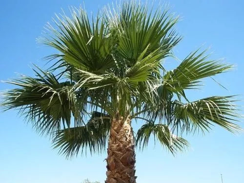 Washington Robusta Mexican Fan Palm Tree Seed Saplings - 3 Year Old - Trachycarpus fortunei
