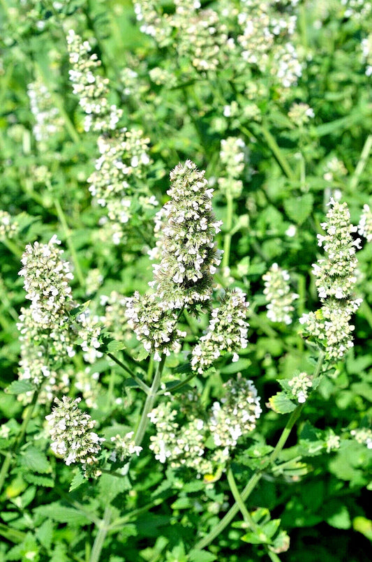 Lemon Balm Seeds 100 Count, Melissa Officinalis Herb, Tasty Variety, Maries Green Garden