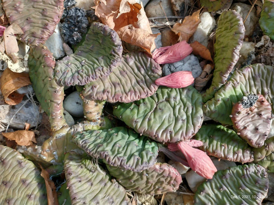 Large Cold Weather Prickly Pear Cactus Pads - Opuntia spp. - 6 to 10 Inches - Drought-Tolerant Succulent Plant