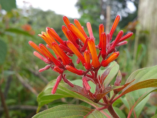 Scarlet Firebush Plant Shrub - Florida Native Orange Red Bloom - Attracts Hummingbirds (Hamelia patens)