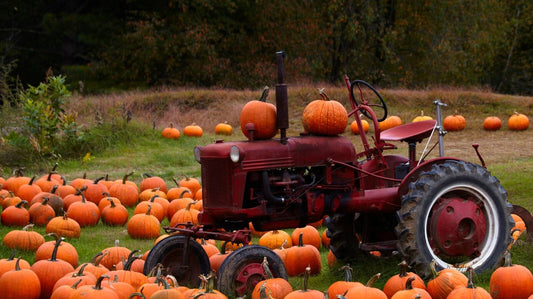 Connecticut Field Pumpkin Seeds, Traditional Variety, Ideal for Halloween & Pie, Cucurbita pepo, FREE SHIP