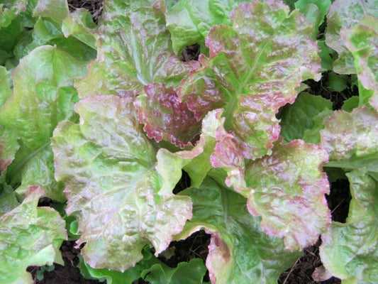 Prize Head Leaf Lettuce Seeds - 500 Bulk Seeds - Crisp, Sweet, Tender - Ideal for Home Gardens - Lactuca sativa