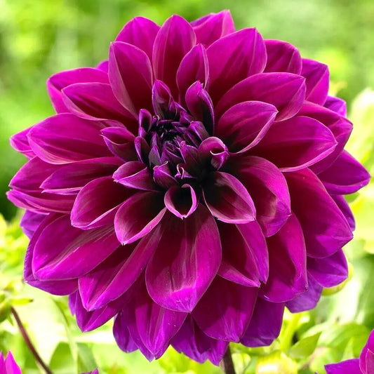 Dahlia Thomas Edison Tuber Purple 1 Live Plant Bulb - Decorative, Deer Resistant, Full Sun, 40" Tall, Zones 3-10
