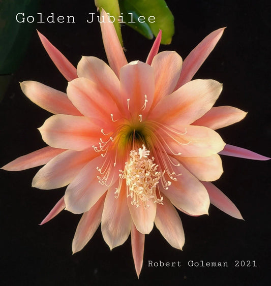 Epiphyllum 'Golden Jubilee' Rooted Cutting - Rare Orchid Cactus - 1957 Heirloom Plant