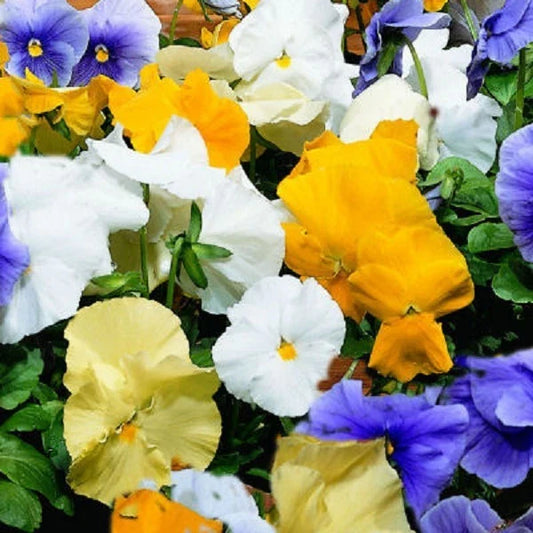 Pansy Seeds - 50 Count - Character Surf Mix - Viola tricolor