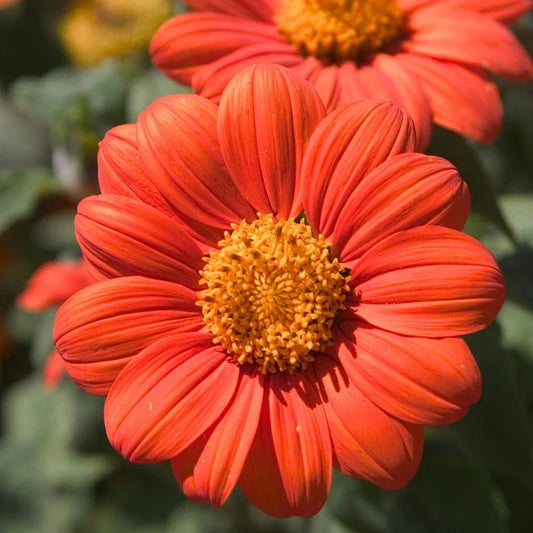Mexican Sunflower Seeds, Orange, Tithonia, Attract Butterflies, Daisy-Like Bloom, 100 Seeds