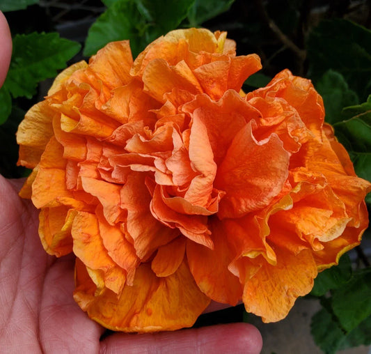 Hibiscus Live Plant Starter 5" Tall - Exotic Tropical Jane Cowell - Hibiscus rosa-sinensis