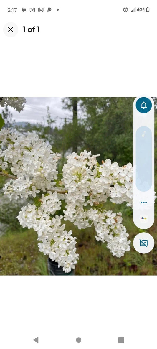White Bare Root Lilac Bushes 15 Pack with Planting Instructions - Syringa vulgaris