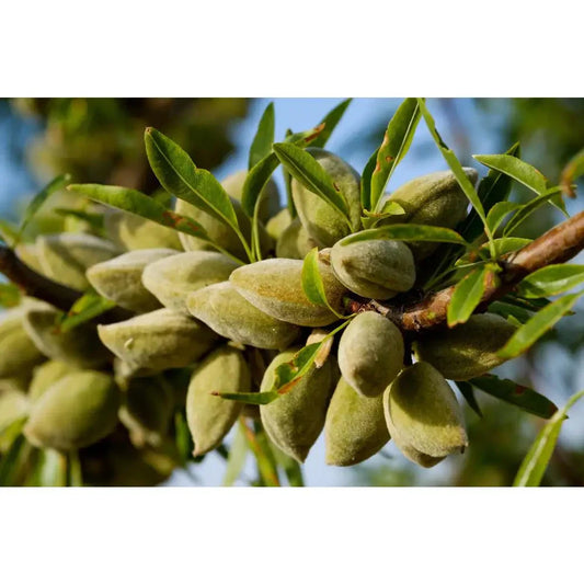 All-In-One Almond Tree 3 Ft. Bare Root Self Pollinating Heavy Producing (Prunus dulcis)