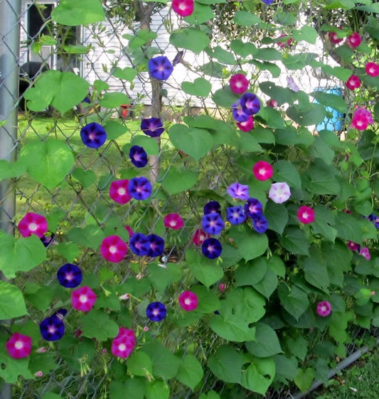 Tall Mixed Morning Glory Wildflower Seeds, NON-GMO, Free Shipping, Ipomoea spp.