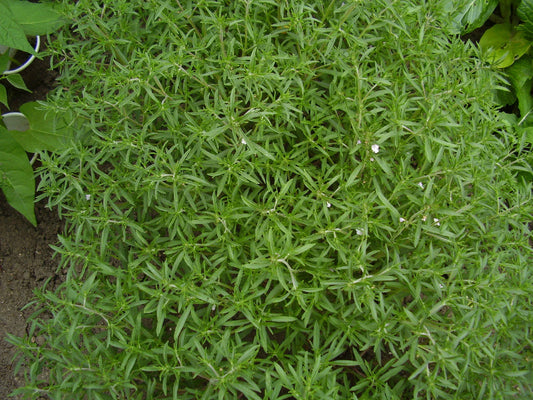 Summer Savory Herb Seeds - 510 Count - Satureja hortensis - Aromatic Culinary Herb for Cooking and Gardening - GroCo