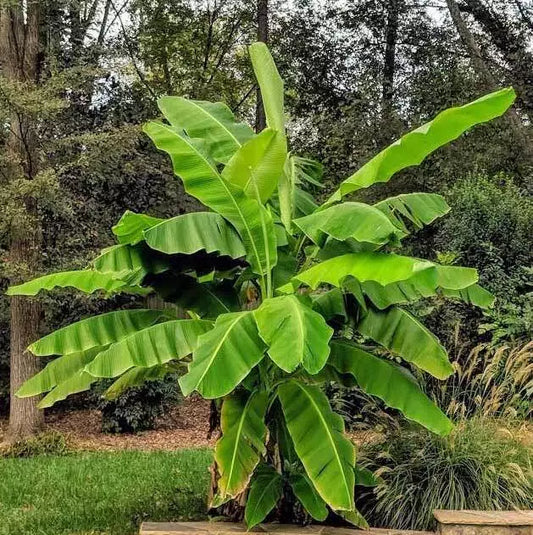 Cold Hardy Banana Tree Starter Plant - Musa basjoo - Small Rooted Live Plant - Approx 3-12 Inches Tall