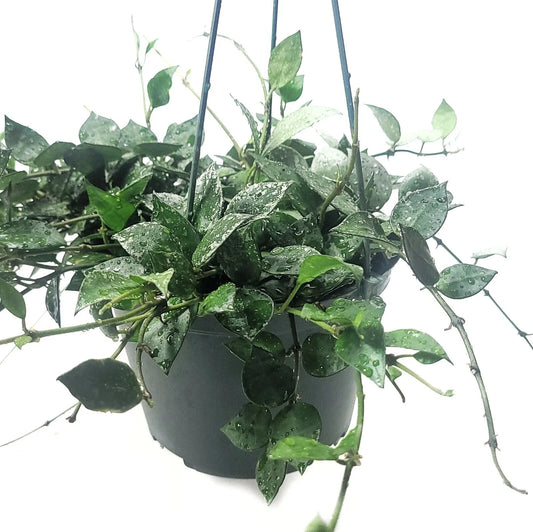 Hoya Krohniana Eskimo Live House Plant in 6 Inch Pot | Beautiful Variegated Foliage | Easy Care Indoor Plant